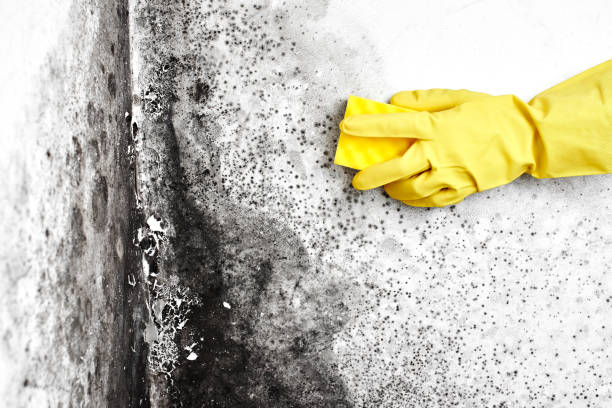 Best Mold Remediation  in Big Bear Lake, CA