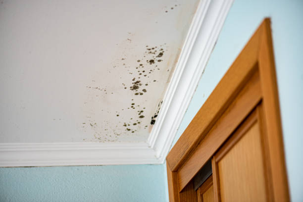  Big Bear Lake, CA Mold Removal Pros
