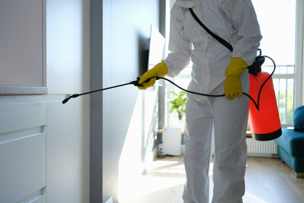 Mold Removal Process in Big Bear Lake, CA