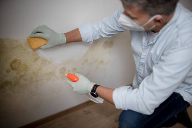 Certified Mold Removal in Big Bear Lake, CA